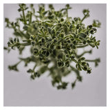 Enerex Oregano
